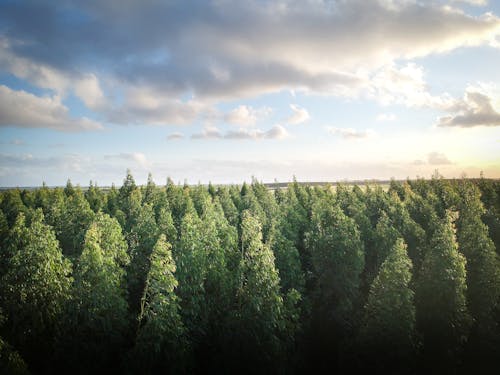 Free Green Pine Trees Stock Photo