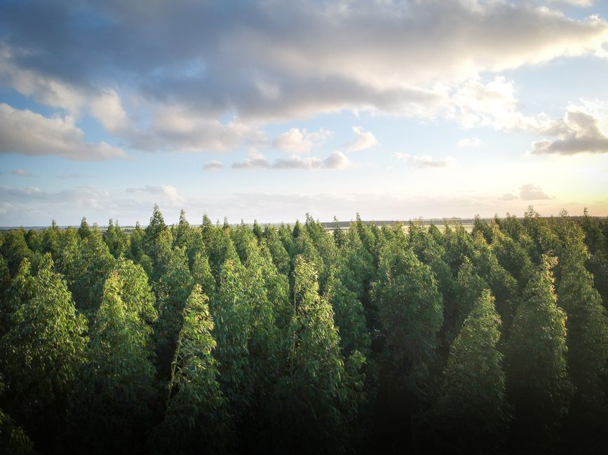 eucalyptus forest monoculture eucalyptus plantation