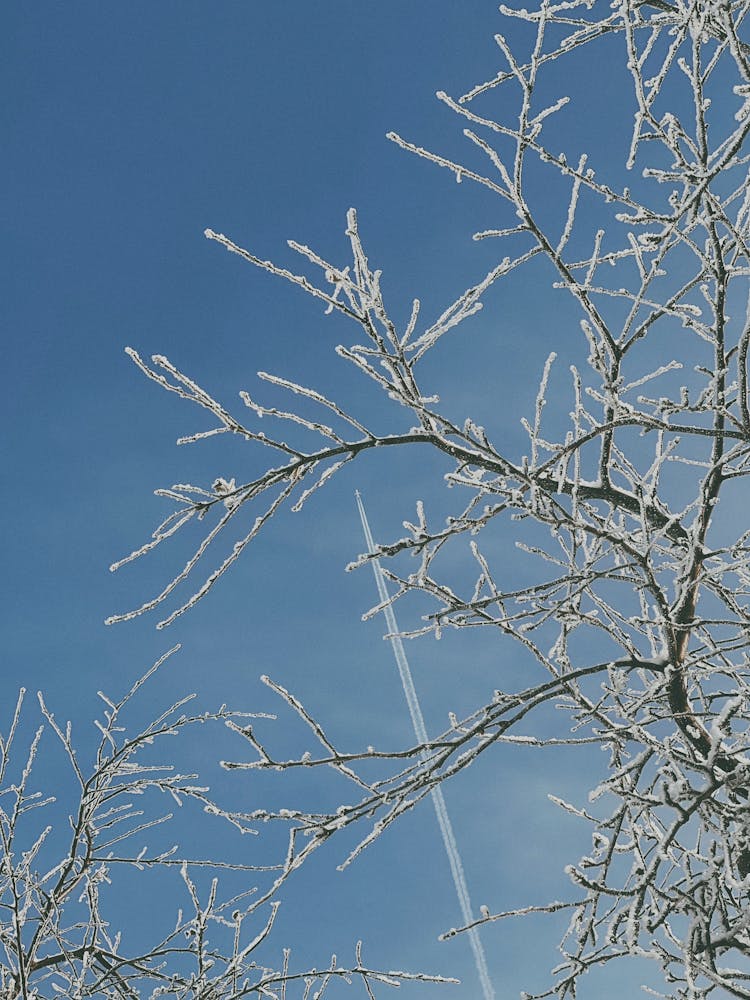 Tree Branches Against The Sky 