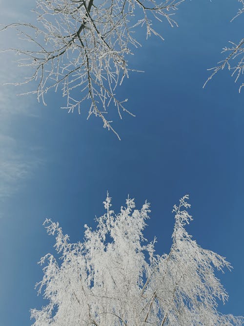 Low Angle View of Tree Branches in Winter 