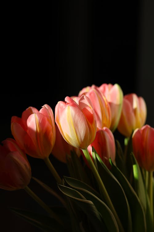 คลังภาพถ่ายฟรี ของ กลีบดอก, ความสด, ดอกทิวลิป