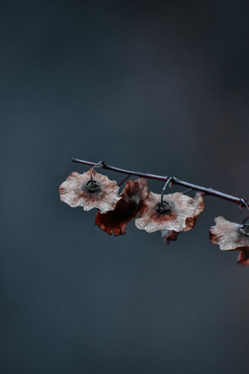 Close up of Leaves on Branch