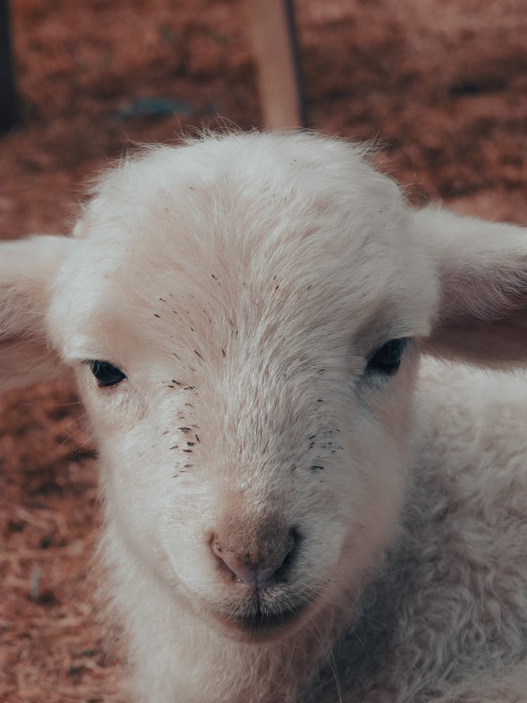 Close Up Of Lamb Head