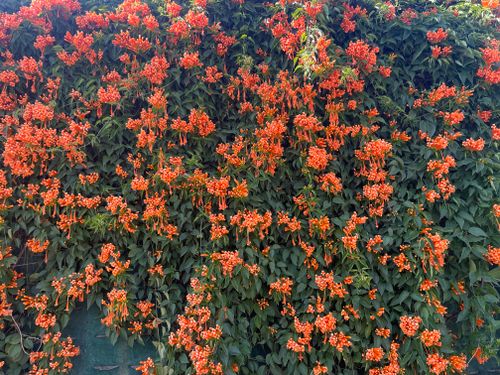 Free stock photo of beautiful flower, blossoms, flowers Stock Photo