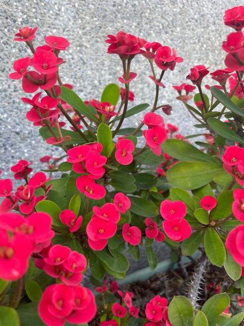 Free stock photo of beautiful flowers, blossoms Stock Photo