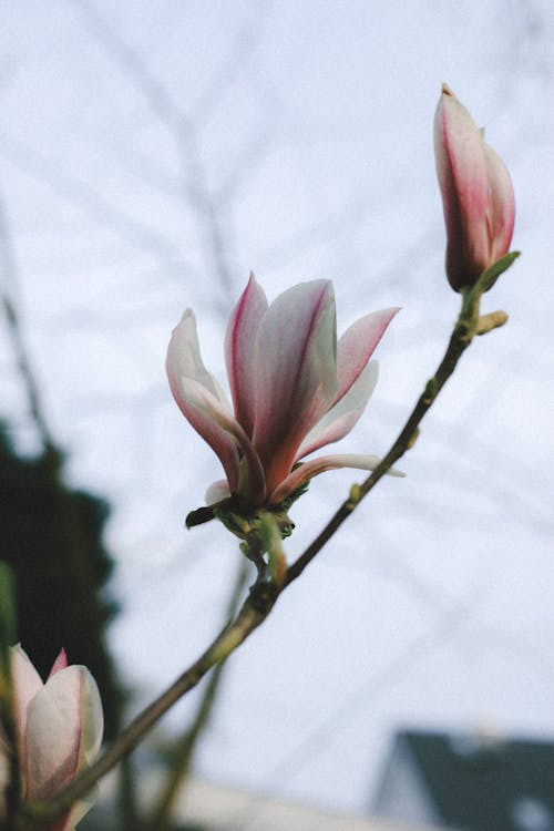 Free stock photo of blooming, blur, branch Stock Photo
