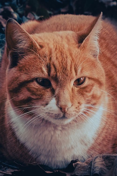 Free Detailed portrait of a relaxed brown tabby cat lying outside. Perfect for animal lovers. Stock Photo