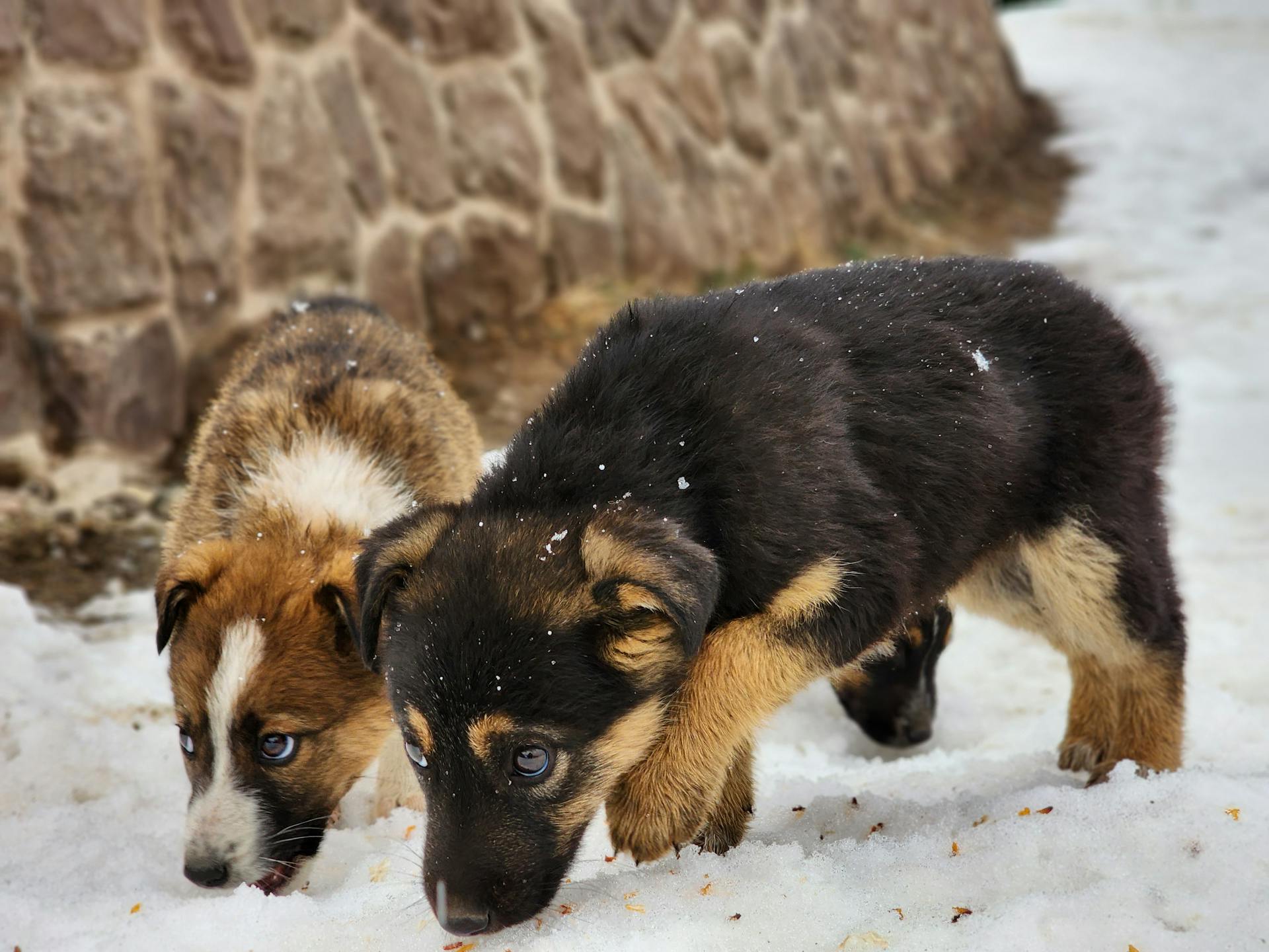 Two Puppies on Snow