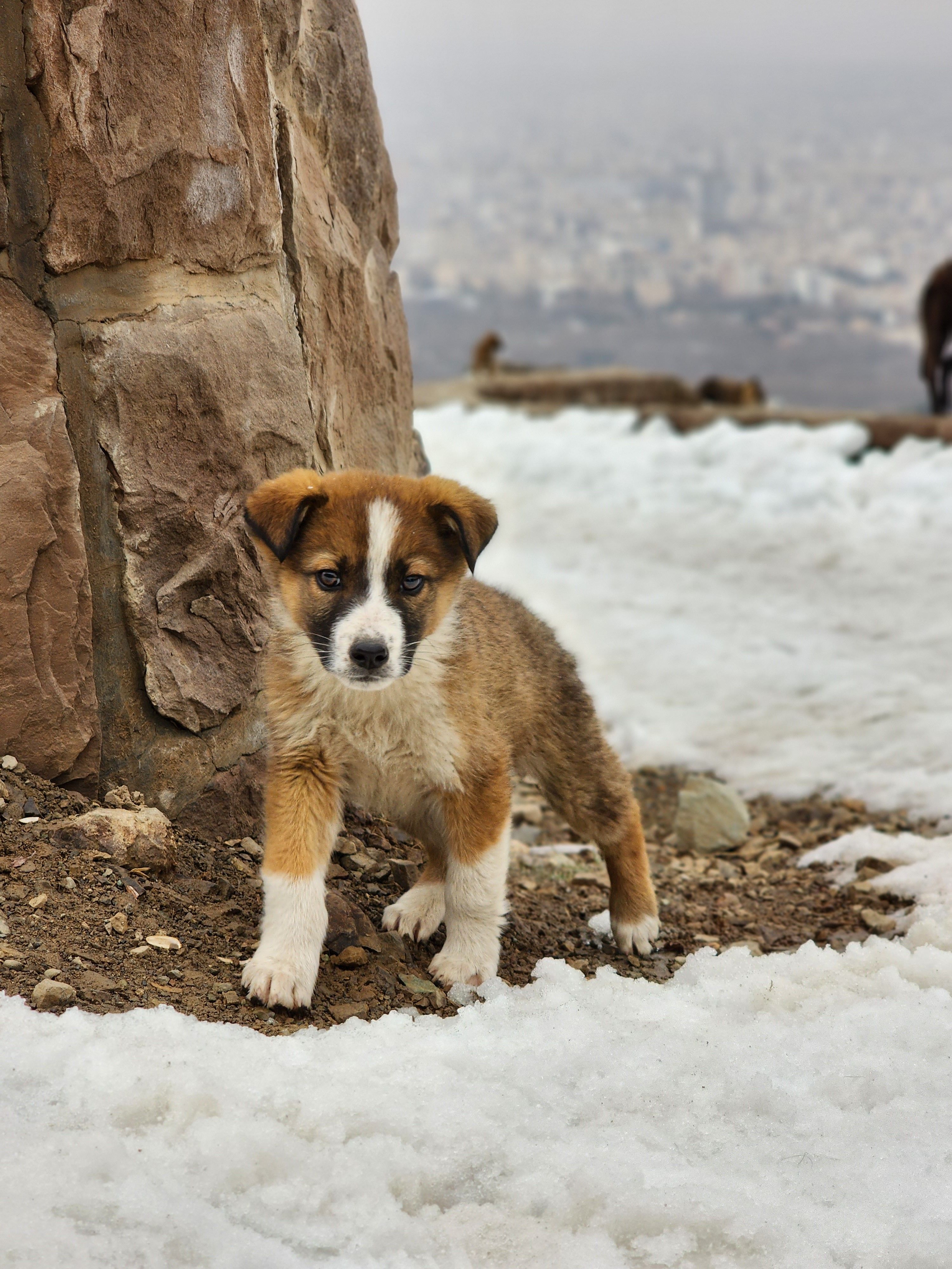 Young puppy in a winter landscape with snowy ground in Tehran, Iran.