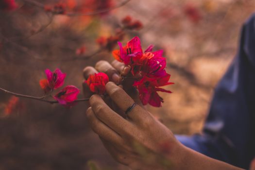 Beautiful flower