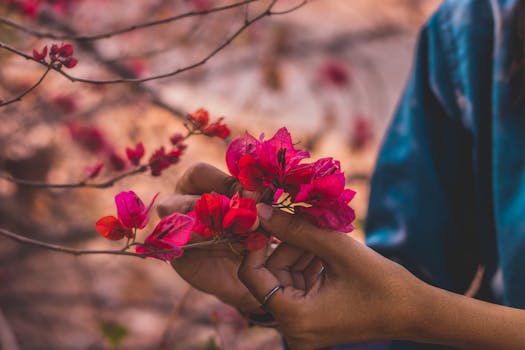 Close-up of hands gently holding colorful pink bougainvillea flowers in a serene outdoor setting.