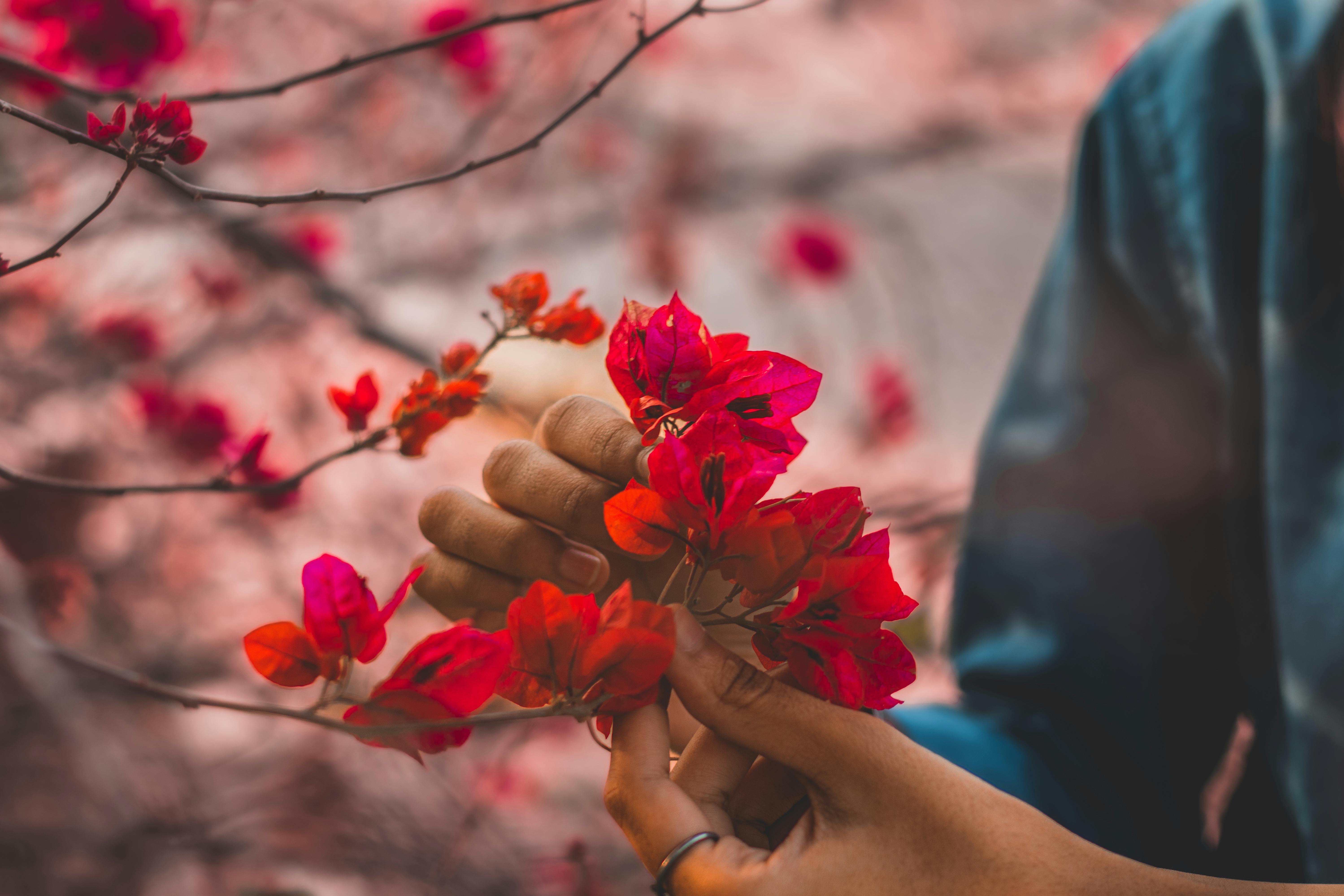 Gratis Foto stok gratis Adobe Photoshop, akrab, alam Foto Stok