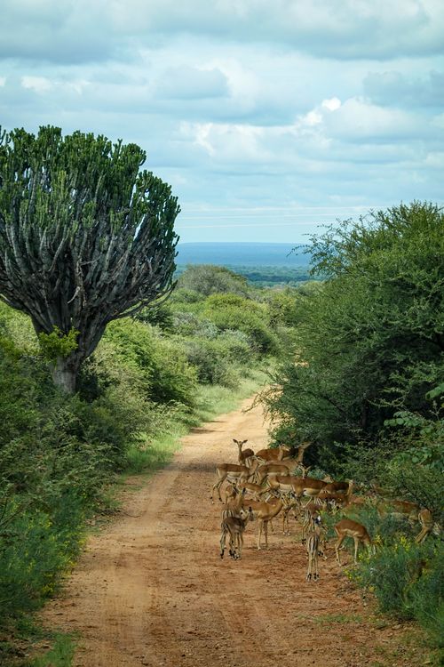 Free A herd of impalas traverses a dirt path amid the lush vegetation of the African savanna. Stock Photo