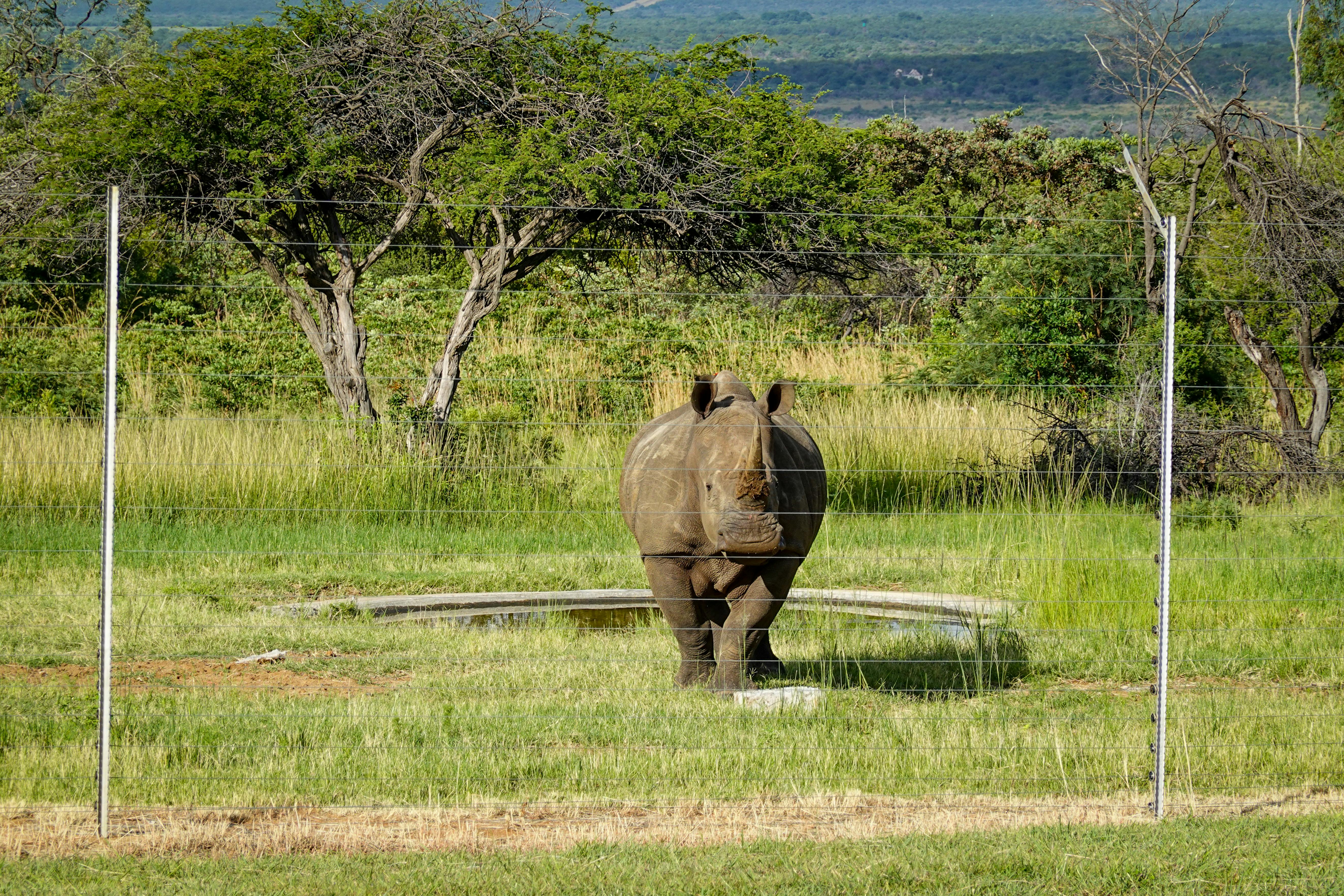 Gratuit Photos gratuites de afrique, afrique du sud, animal Photos
