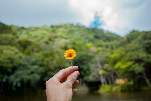 Безкоштовне стокове фото на тему «жовта квітка, літо, пишна листя»