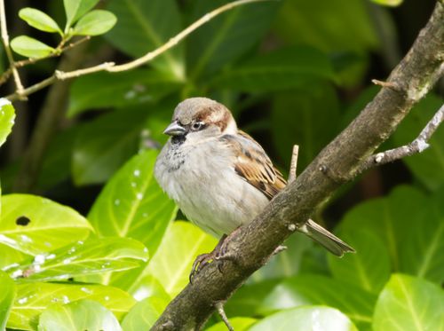 Free Sparrow perched on a branch amidst lush green leaves, showcasing wildlife beauty. Stock Photo