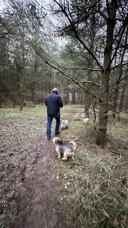 Foto profissional grátis de cachorro, floresta