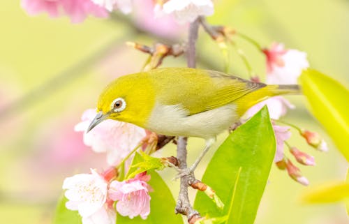 Free Japanese White-eye bird sitting among vibrant cherry blossoms in spring. Stock Photo