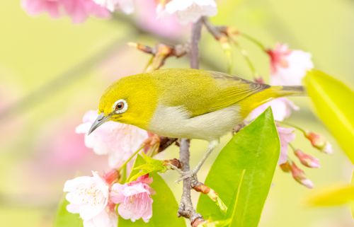 Free Japanese White-eye bird sitting among vibrant cherry blossoms in spring. Stock Photo