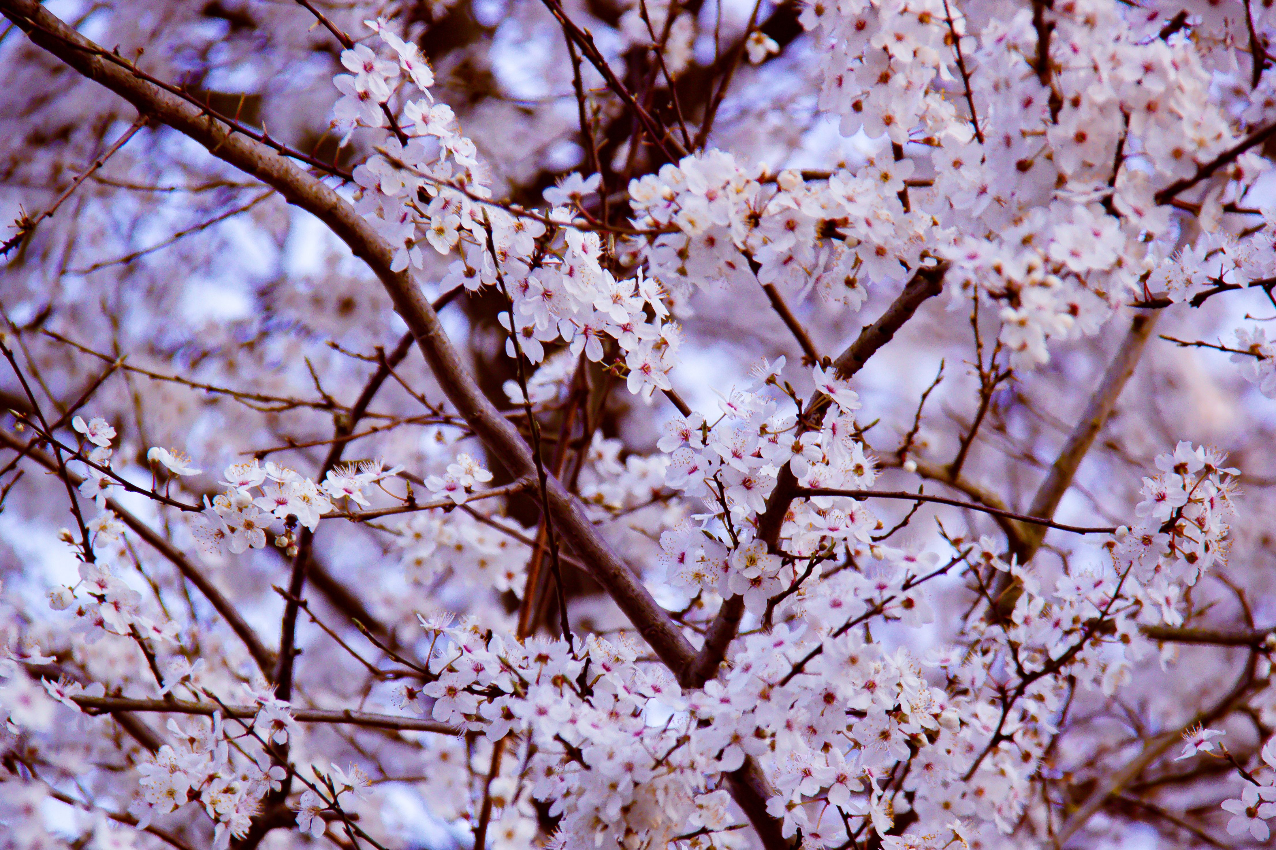 Canvas met delicate sakura bloesems in pasteltinten.