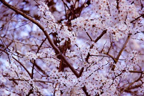 ağaç, bahar, beyaz içeren Ücretsiz stok fotoğraf