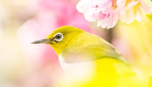 Free Detailed close-up of a Warbling White-eye bird perched among vibrant pink blossoms. Stock Photo