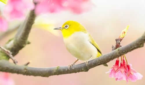 Free A Japanese white-eye perches gracefully on a cherry blossom branch in spring. Stock Photo