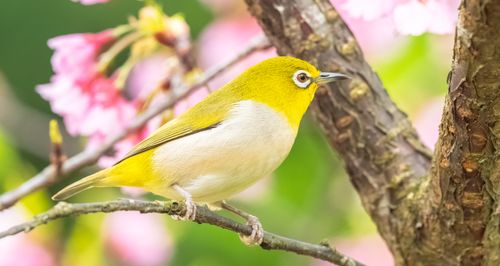 Free A vibrant Warbling White-eye perched on a flowering branch, showcasing nature's beauty. Stock Photo