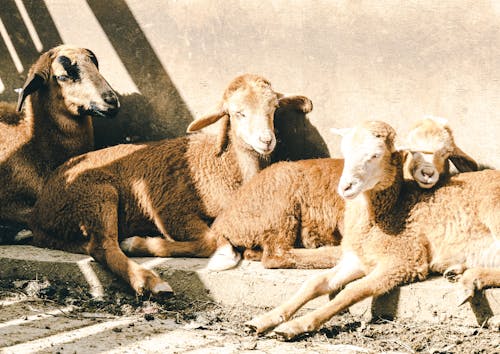 Sheep Lying in Sunlight on a Farm 