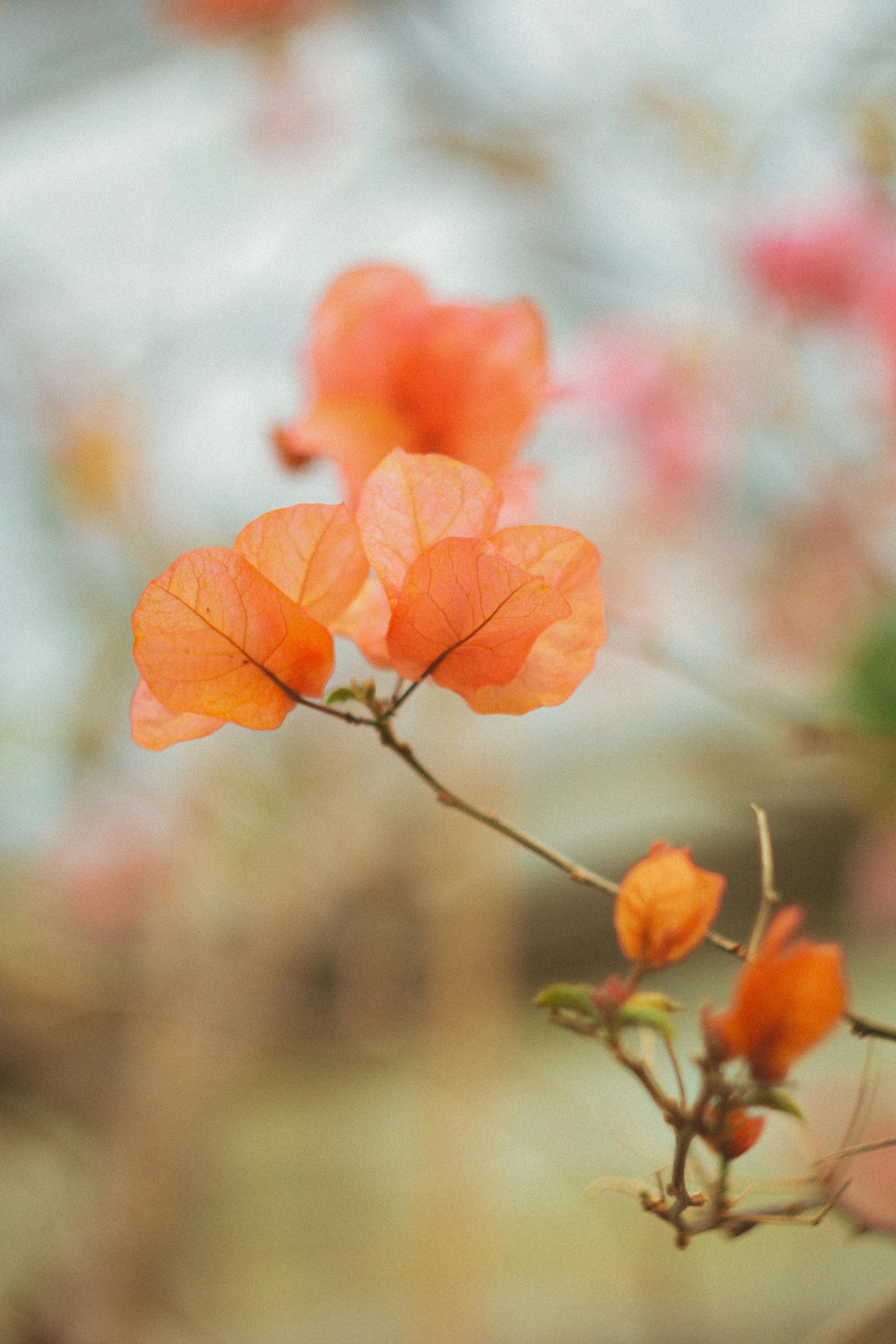 Soft focus close-up of orange bougainvillea leaves in autumn, highlighting nature's delicate seasonal beauty.