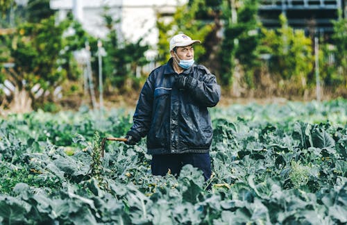 Man Working on a Field with Kale 