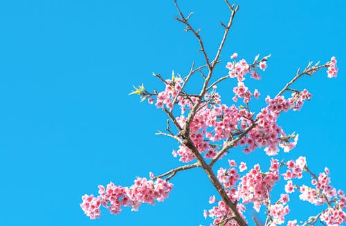 Foto profissional grátis de árvore de cereja, aumento, filiais