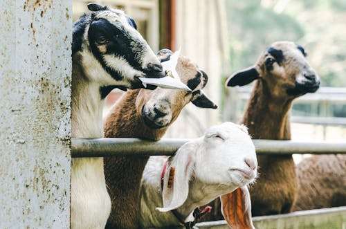 Безкоштовне стокове фото на тему «вівці, корпус, сільська місцевість»