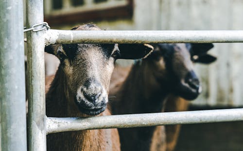 Бесплатное стоковое фото с домашний скот, животные, забор