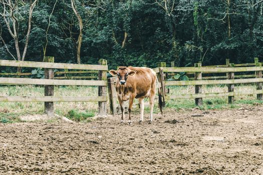 A solitary brown cow standing in a rural pasture enclosed by a wooden fence.