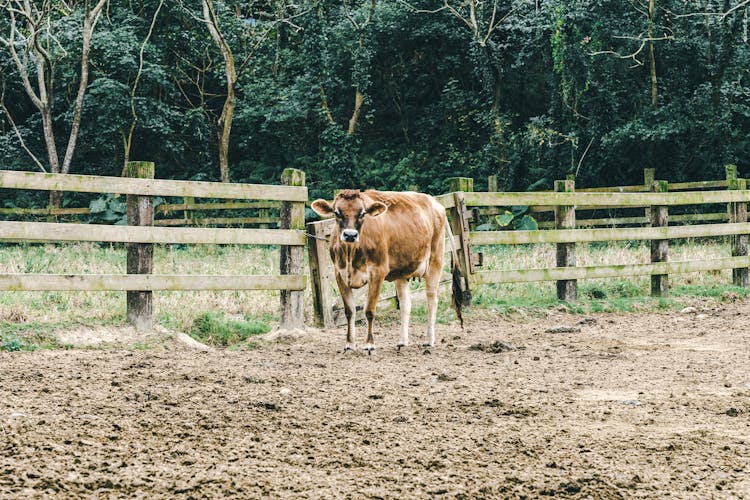 A Cow On A Pasture 