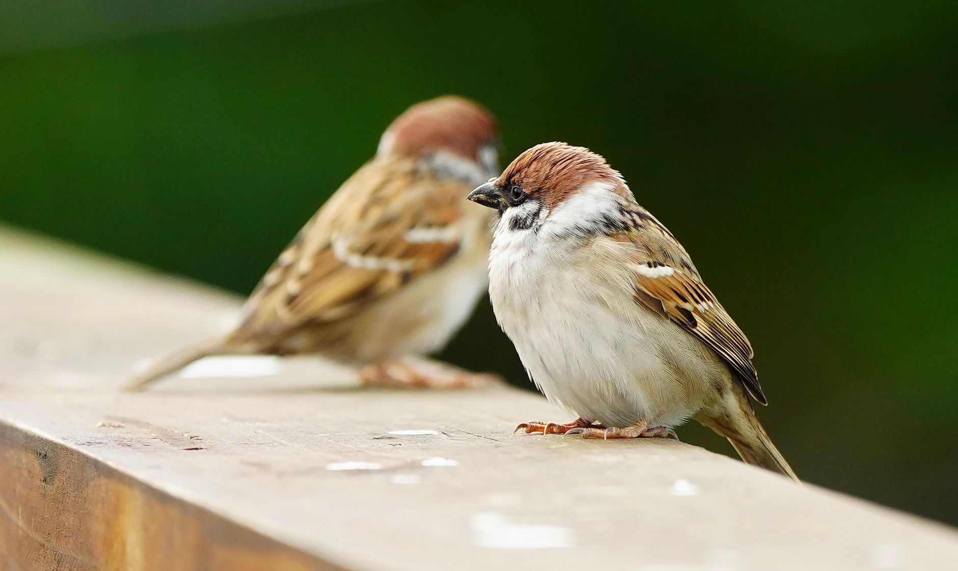 Close-up of two Eurasian sparrows resting on a rustic wooden fence outdoors.