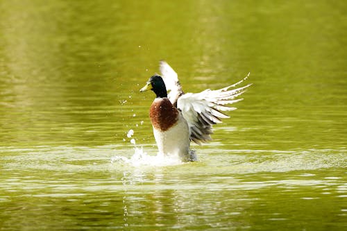 Duck Splashing Water in Lake