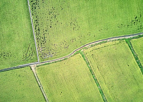 Gratis lagerfoto af droneoptagelse, grønne marker, landbrug