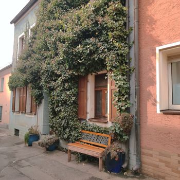 English Ivy (Hedera helix)