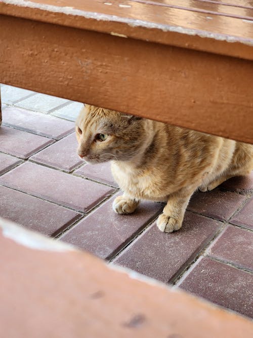 Photo of a Cute Cat Under a Wooden Bench