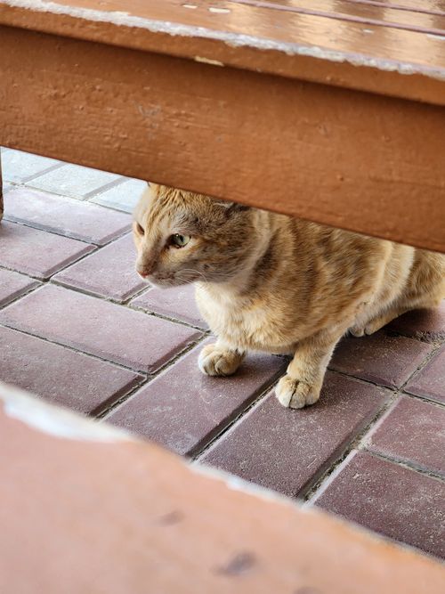 Free Cute ginger cat peeking from under a wooden bench on a tiled floor. Stock Photo