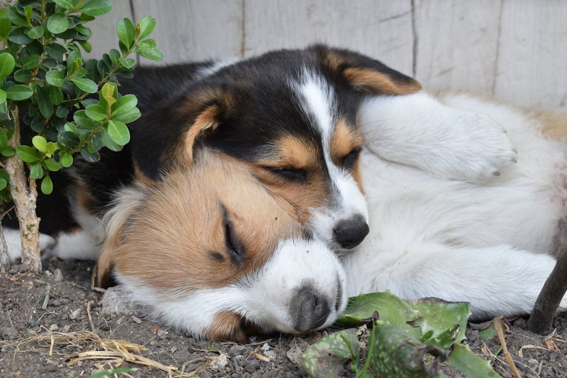 Free Puppies Sleeping in the Garden Stock Photo