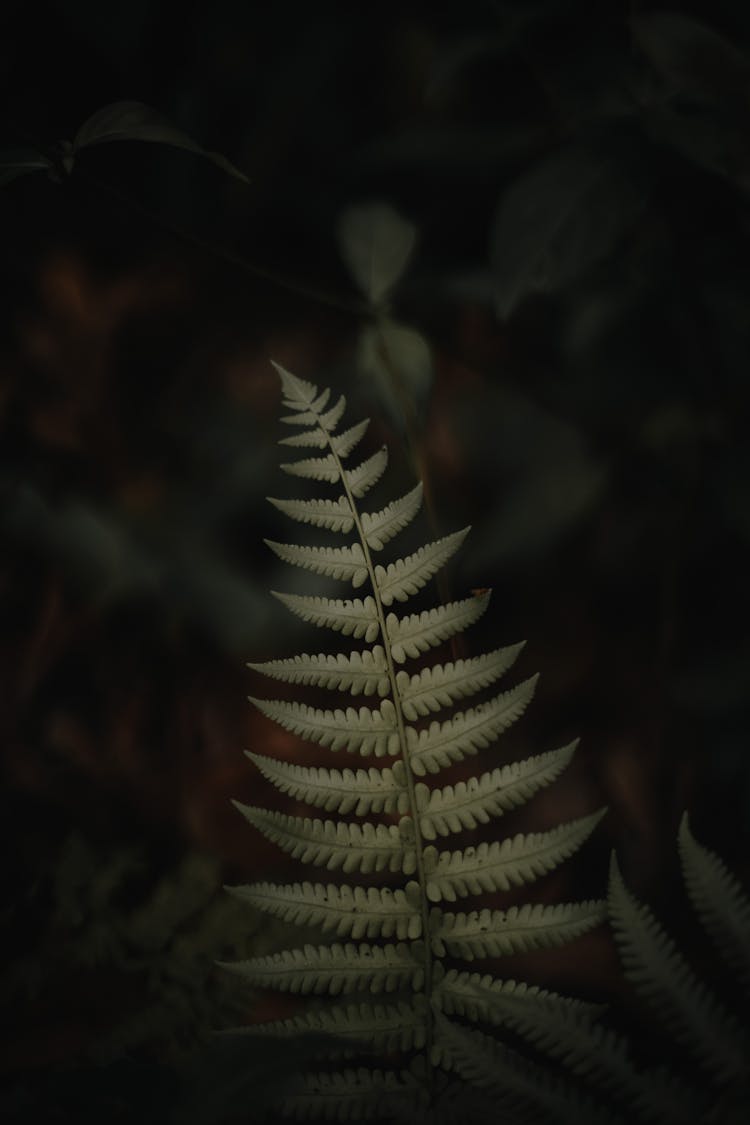 Close-up Of A Fern Leaf