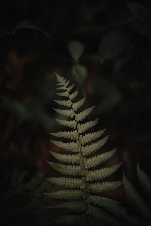 Free Detailed view of a fern leaf with dark, moody lighting in Hanoi, Vietnam. Stock Photo