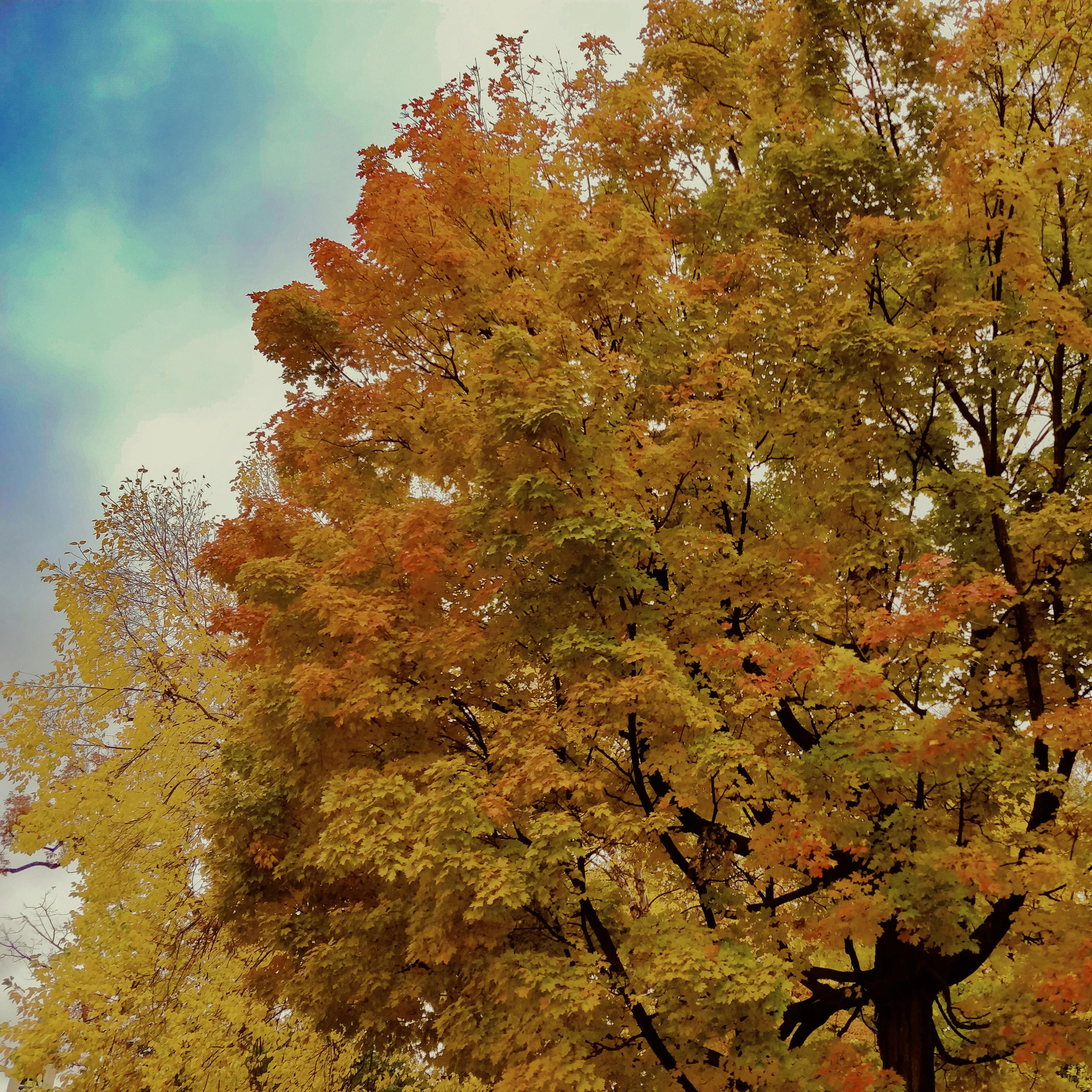 Free stock photo of autumn, autumn colors, autumn leaf