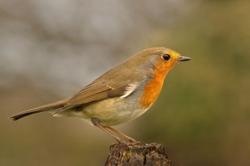 Free Close-up of a European Robin perched on a tree stump, highlighting its vibrant plumage. Stock Photo