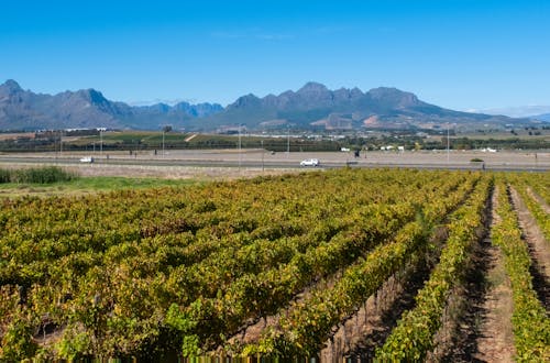 Stellenbosch Wine Estate