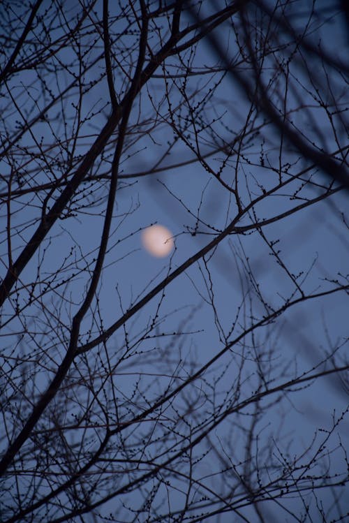 Gratis stockfoto met avond, bomen, dor