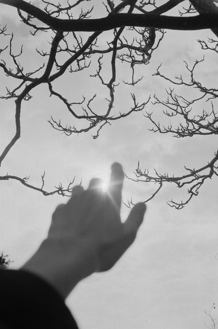 Silhouette of a hand reaching towards sunlight through bare tree branches in a serene sky.